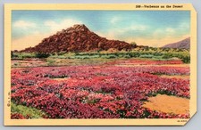 Verbenas on the Desert Linen Postcard - Vintage Western USA Wildflowers picture