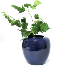 Cobalt Blue Vase Ginger Jar Shape Ceramic Pottery Portugal picture