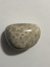 Petoskey Stone Hand Polished 4.3oz Lake Michigan Stone Rock picture
