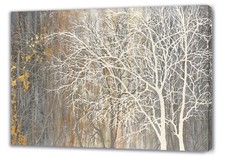Yihui Arts White Birch Trees 3D Canvas Art Framed One Panel Wall Decor picture