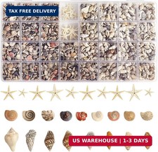 1300+pcs Tiny Seashells for Crafts, Small Sea Shells in Bulk with Mini Starfish picture