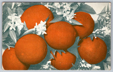c1910s Riverside California Navel Orange Tree Antique Postcard picture
