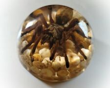 Large Spider in Resin Dome, Real Spider Paperweight, Ornithoctonus Huwena picture