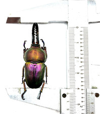 Lamprima adolphinae single male 42+mm stag beetle. RARE PURPLE COLOR picture