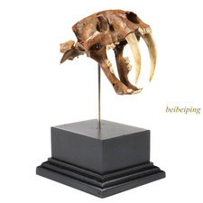 Saber-Toothed Tiger Smilodon Fossil Skull Statue 3D Print Collect Display Model picture