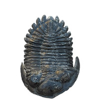 Proetid Moroccan Trilobite: A Fascinating Fossil from the Devonian Period picture