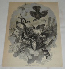 1876 magazine engraving ~ RED THRUSHES Defending A Nest Against A Snake picture