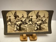 c.1910 Skinning The Sharks Key West Florida Keystone Stereoview Card picture
