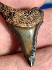 Beautiful Two Tone Florida Fossil Great White Sharks Tooth picture