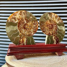 4.3 lb Split Ammonite Fossil Pair Polished Slice Wood Stand Madagascar Specime picture