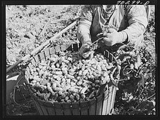 Photo:Yakima County Washington 1900s Hop Picker Basket Harvest picture