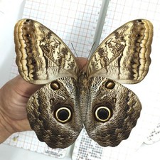 Large Real Owl Butterfly Specimen Pre-spread A1-A- Grade DIY Home Decor Gift picture