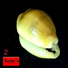 Cypraea moneta f. satura #2  20.7mm EXQUISITE GEM BEAUTY from the Philippines picture