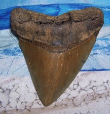 MEGALODON Shark Tooth 4 3/16 sharks teeth HUGE jaw fossil REAL megladon SERRATED picture