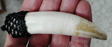 VERY LARGE REAL 9.5CM SALTWATER CROCODILE TOOTH. HAND-EMBROIDERED FASTENING CAP. picture