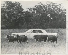 1968 Press Photo President Lyndon Johnson herding cattle by car on LBJ Ranch picture