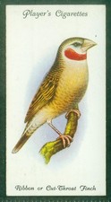 Bird Card, 042, 1933, Player, Aviary & Cage Birds, Ribbon or Cut-Throat Finch picture