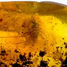 Insect in Amber natural gemstone trapped fossil inclusion Watch Video 11.2ct picture