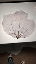 Sea Fan Coral Natural Real Piece Of Coral picture