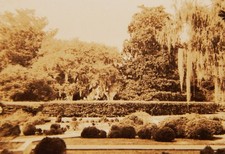Vintage Photograph, VIEW OF A SOUTHERN GARDEN, Plants, Trees, Spanish Moss picture