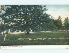Divided-Back BOTANICAL SCENE Wolfboro New Hampshire NH HJ7361 picture