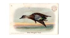 1908 J4 #3 Blue Winged Teal New Series of Birds, Large Size, Arm & Hammer, 1st picture