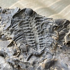 Incredible Rare Trenton Limestone Pennsylvania Ceraurus Fossil Trilobite picture
