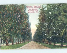 Divided-Back BOTANICAL SCENE Riverside - Los Angeles California CA HJ7288 picture