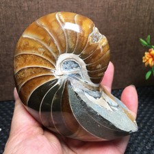 408g  Natural polishing  Ammonite crystal specimens   fb1524 picture
