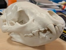 3D Printed Laughing Hyena Skull picture