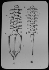 ANTIQUE Magic Lantern Slide LIFE OF A FROG - BONES / SPINE C1910 ILLUSTRATION picture