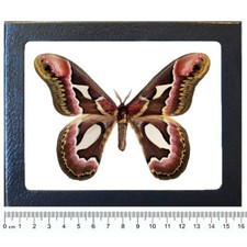 Rothschildia jacobaeae pink red saturn moth Argentina FRAMED picture