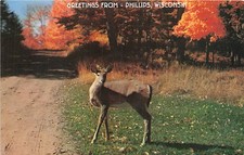 Postcard WI: Greetings From Phillips, Wisconsin, Deer in Autumn Woods picture