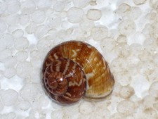 CYCLOPHORUS DARAGANICUS WOOOOOW picture