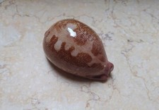 F Cypraea mappa rosea singularis great pattern 79mm F++++ natural glossy rare picture