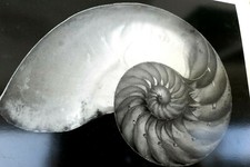 Shells 1927 2-S Photograph by Edward Weston W-007-85 Nautilus greeting card  picture