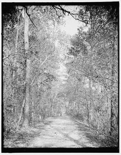 Photo:Aiken SC Lovers Lane Tree Lined Road 1900s picture