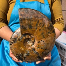 6.07LB Natural Whole Ammonite Fossilized Crystal Mineral Specimen Reiki Healing picture