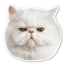 (White) Persian Cat Magnet picture