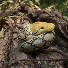 【In-Stock】 Animal Heavenly Body Reticulated Python reticulatus Snake Statue picture