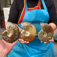 3.87LB 3pc Rare Natural Tentacle Ammonite Specimen Healing Madagascar picture