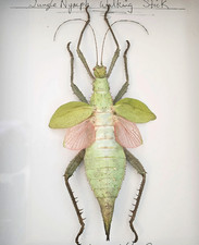 Heteropteryx dilatata -Spread Female Jungle Nymph Winged Phasmid Stick Insect picture