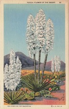 Yucca Flower of the Desert New Mexico Linen Postcard Curteich Southwest Flora picture
