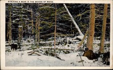 Maine woods hunter rifle bear snowfall trees unused vintage postcard picture