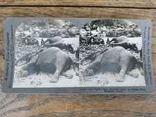 Keystone Stereo View Card Elephant Kill Different 1911 