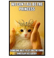 852 - Funny Cute Cat Meme Fridge Refrigerator Magnet picture