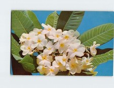 Plumeria P-134520 picture