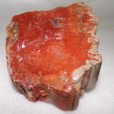 Orange Petrified Wood Northern AZ Chinle Formation 2 Lb 11.5 oz picture