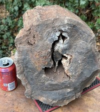 ☘️RR⛏️: Rough Full Round Detailed New Mexico Petrified Wood 86 Lb 🪵 picture
