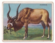 1909-10 Hassan Animal Series T29 #NNO Addax picture